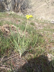 Lomatium triternatum triternatum