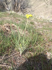 Lomatium triternatum triternatum