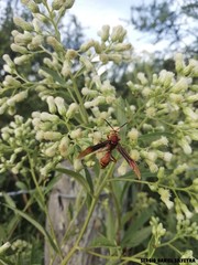 Baccharis punctulata