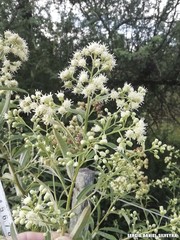 Baccharis punctulata