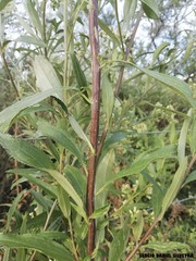 Baccharis punctulata