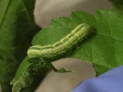 Hypena scabra