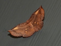Xenomusa metallica