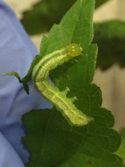 Hypena scabra