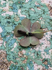 Battus polydamas