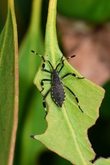 Gelonus tasmanicus