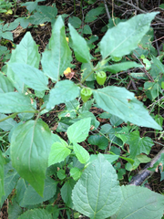 Physalis longifolia subglabrata