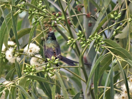 Bronze Sunbird (Nectarinia kilimensis), photo 8
