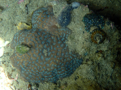 Coscinaraea mcneilli