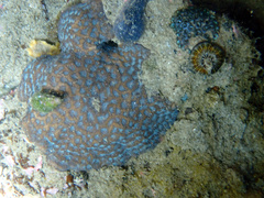 Coscinaraea mcneilli