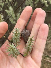 Rabdophaga strobiloides