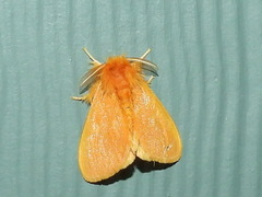 Euproctis crocea