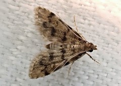 Voliba