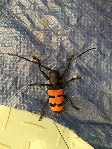 Diastocera trifasciata