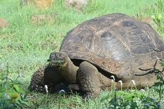 Chelonoidis niger porteri