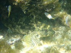 Chironemus marmoratus