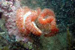 Sycozoa cerebriformis