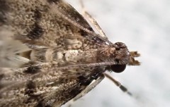 Voliba