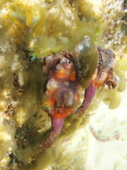 Pyura gibbosa