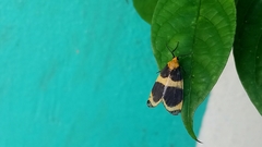 Eudesmia menea