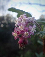 Ribes malvaceum malvaceum