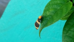 Eudesmia menea