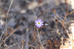 Brachyscome iberidifolia