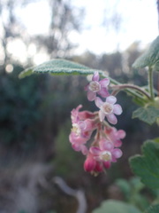 Ribes malvaceum malvaceum