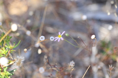 Brachyscome iberidifolia