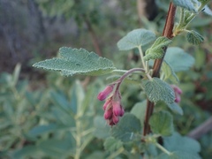 Ribes malvaceum malvaceum