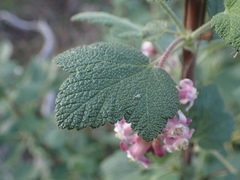 Ribes malvaceum malvaceum