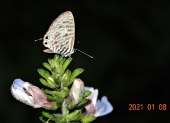 Justicia petiolaris