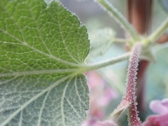 Ribes malvaceum malvaceum