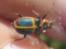 Collops balteatus