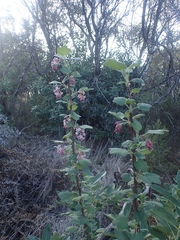 Ribes malvaceum malvaceum