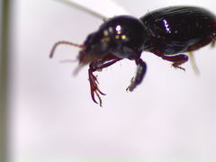 Dyschirius sphaericollis