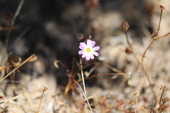 Brachyscome iberidifolia