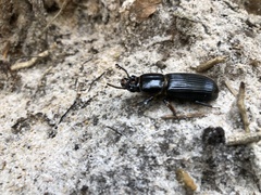 Odontotaenius disjunctus