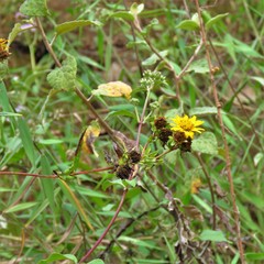 Aspilia mossambicensis