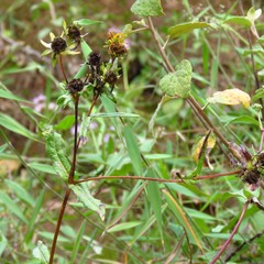 Aspilia mossambicensis