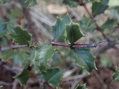 Ceanothus purpureus