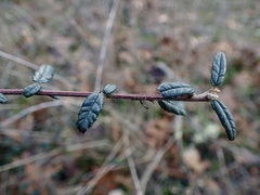 Ceanothus parryi