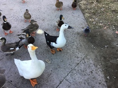 Anas platyrhynchos domesticus