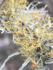 Teloschistes exilis