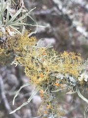 Teloschistes exilis