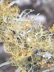 Teloschistes exilis