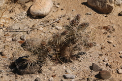 Cylindropuntieae