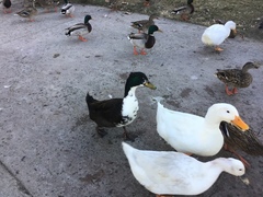 Anas platyrhynchos domesticus