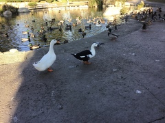 Anas platyrhynchos domesticus