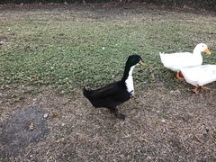 Anas platyrhynchos domesticus